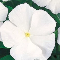 CGASPL Imported Flower Seeds Vinca Victory Pure White Flower Seeds
