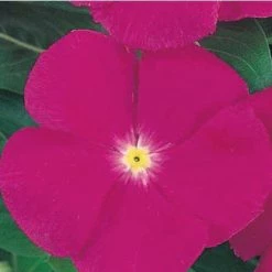 CGASPL Vinca Victory Purple Flower Seeds Imported Flower Seeds