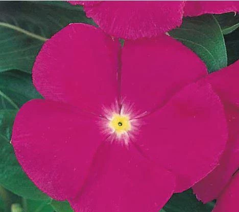 CGASPL Vinca Victory Purple Flower Seeds Imported Flower Seeds 3 CGASPL Vinca Victory Purple Flower Seeds Imported Flower Seeds