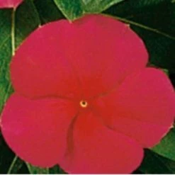 CGASPL Vinca Victory Red Flower Seeds