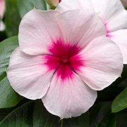 CGASPL Vinca Cora Cascade Apricot Flower Seeds