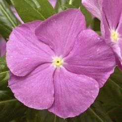 CGASPL Vinca Cora Cascade Lavender With Eye Flower Seeds Imported Flower Seeds