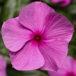 CGASPL Vinca Cora Cascade Lilac Flower Seeds