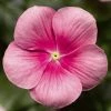 CGASPL Vinca Cora Cascade Shell Pink Flower Seeds