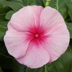 CGASPL Imported Flower Seeds Vinca Cora Cascade Strawberry Flower Seeds
