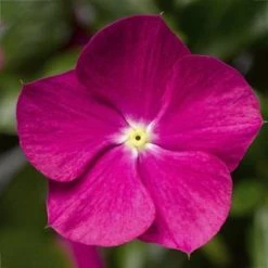 CGASPL Vinca Cora Cascade Violet Flower Seeds Imported Flower Seeds