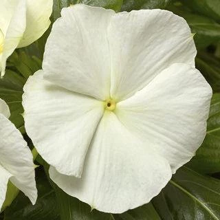 CGASPL Imported Flower Seeds Vinca Cora Cascade White Flower Seeds 3 CGASPL Imported Flower Seeds Vinca Cora Cascade White Flower Seeds