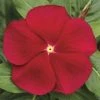 CGASPL Imported Flower Seeds Vinca Cora Classic Red Flower Seeds 1 CGASPL Imported Flower Seeds Vinca Cora Classic Red Flower Seeds