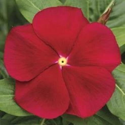 CGASPL Imported Flower Seeds Vinca Cora Classic Red Flower Seeds
