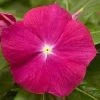 CGASPL Vinca Cora XDR Cranberry Flower Seeds Imported Flower Seeds 1 CGASPL Vinca Cora XDR Cranberry Flower Seeds Imported Flower Seeds