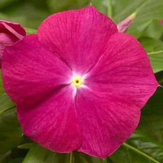 CGASPL Vinca Cora XDR Cranberry Flower Seeds Imported Flower Seeds 3 CGASPL Vinca Cora XDR Cranberry Flower Seeds Imported Flower Seeds