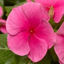 CGASPL Vinca Cora XDR Deep Strawberry Flower Seeds
