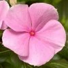 CGASPL Imported Flower Seeds Vinca Cora XDR Light Pink Flower Seeds