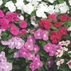CGASPL Imported Flower Seeds Vinca Cora XDR Mix Flower Seeds