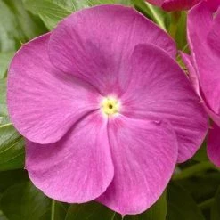CGASPL Vinca Cora XDR Orchid Flower Seeds Imported Flower Seeds