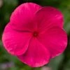 CGASPL Vinca Cora XDR Punch Flower Seeds 2 CGASPL Vinca Cora XDR Punch Flower Seeds