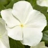 CGASPL Vinca Cora XDR White Flower Seeds 2 CGASPL Vinca Cora XDR White Flower Seeds