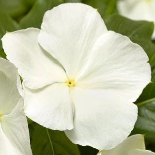 CGASPL Vinca Cora XDR White Flower Seeds 3 CGASPL Vinca Cora XDR White Flower Seeds