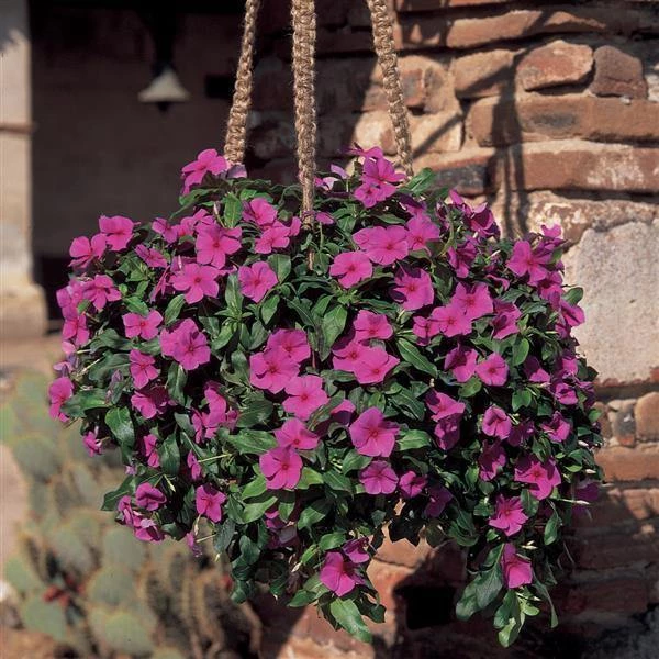 CGASPL Vinca Mediterranean Lilac Flower Seeds Imported Flower Seeds 4 CGASPL Vinca Mediterranean Lilac Flower Seeds Imported Flower Seeds