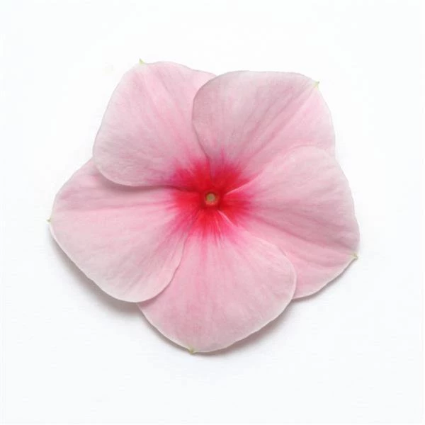 CGASPL Imported Flower Seeds Vinca Mediterranean Strawberry Flower Seeds 4 CGASPL Imported Flower Seeds Vinca Mediterranean Strawberry Flower Seeds