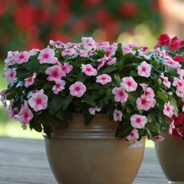 CGASPL Imported Flower Seeds Vinca Mediterranean Strawberry Flower Seeds 5 CGASPL Imported Flower Seeds Vinca Mediterranean Strawberry Flower Seeds