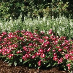 CGASPL Vinca Pacifica Burgundy Halo Flower Seeds Imported Flower Seeds