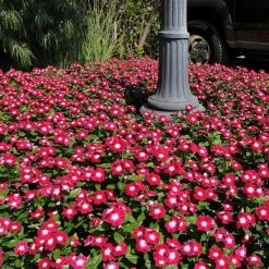CGASPL Vinca Pacifica Burgundy Halo Flower Seeds Imported Flower Seeds