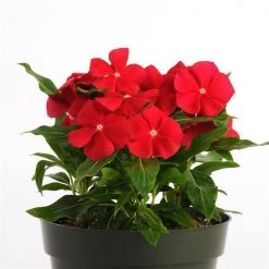 CGASPL Vinca Pacifica Really Red Flower Seeds Imported Flower Seeds