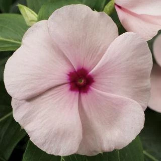 CGASPL Vinca SunStorm Apricot Flower Seeds Imported Flower Seeds 3 CGASPL Vinca SunStorm Apricot Flower Seeds Imported Flower Seeds
