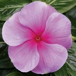 CGASPL Vinca SunStorm Blush Flower Seeds Imported Flower Seeds