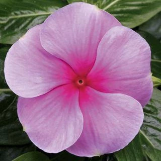 CGASPL Vinca SunStorm Blush Flower Seeds Imported Flower Seeds 3 CGASPL Vinca SunStorm Blush Flower Seeds Imported Flower Seeds