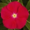 CGASPL Vinca SunStorm Bright Red Flower Seeds 1 CGASPL Vinca SunStorm Bright Red Flower Seeds