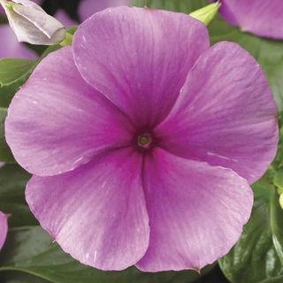 CGASPL Imported Flower Seeds Vinca SunStorm Deep Lilac Flower Seeds 3 CGASPL Imported Flower Seeds Vinca SunStorm Deep Lilac Flower Seeds