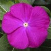CGASPL Imported Flower Seeds Vinca SunStorm Deep Orchid Flower Seeds 2 CGASPL Imported Flower Seeds Vinca SunStorm Deep Orchid Flower Seeds