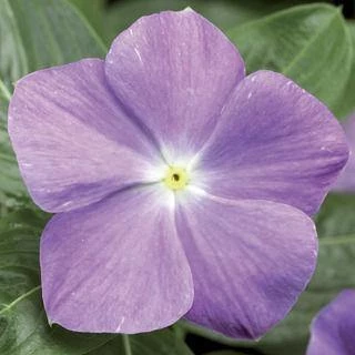 CGASPL Vinca SunStorm Light Blue Flower Seeds 3 CGASPL Vinca SunStorm Light Blue Flower Seeds