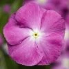 CGASPL Vinca SunStorm Orchid Halo Flower Seeds Imported Flower Seeds