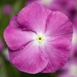 CGASPL Vinca SunStorm Orchid Halo Flower Seeds Imported Flower Seeds