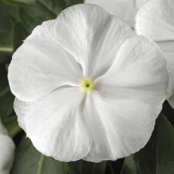 CGASPL Imported Flower Seeds Vinca SunStorm Pure White Flower Seeds
