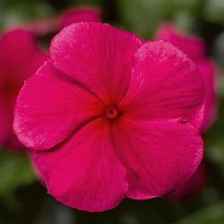 CGASPL Vinca SunStorm Red Flower Seeds Imported Flower Seeds 3 CGASPL Vinca SunStorm Red Flower Seeds Imported Flower Seeds