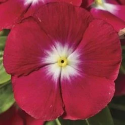 CGASPL Vinca SunStorm Red Halo Flower Seeds Imported Flower Seeds