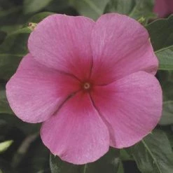 CGASPL Imported Flower Seeds Vinca SunStorm Rose With Eye Flower Seeds