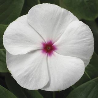 CGASPL Imported Flower Seeds Vinca SunStorm White With Eye Flower Seeds 3 CGASPL Imported Flower Seeds Vinca SunStorm White With Eye Flower Seeds