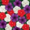 CGASPL Imported Flower Seeds Vinca Tattoo Mix American Pie Flower Seeds