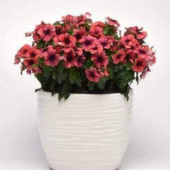 CGASPL Imported Flower Seeds Vinca Tattoo Papaya Flower Seeds