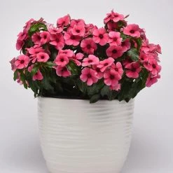 CGASPL Vinca Tattoo Raspberry Flower Seeds