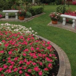 CGASPL Vinca Titan Burgundy Flower Seeds