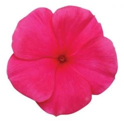 CGASPL Vinca Titan Punch Flower Seeds