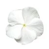 CGASPL Imported Flower Seeds Vinca Titan Pure White Flower Seeds