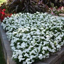 CGASPL Imported Flower Seeds Vinca Titan Pure White Flower Seeds