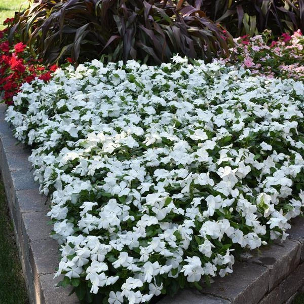 CGASPL Imported Flower Seeds Vinca Titan Pure White Flower Seeds 4 CGASPL Imported Flower Seeds Vinca Titan Pure White Flower Seeds